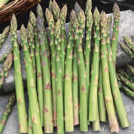 Jersey Knight, (F1) Asparagus Roots